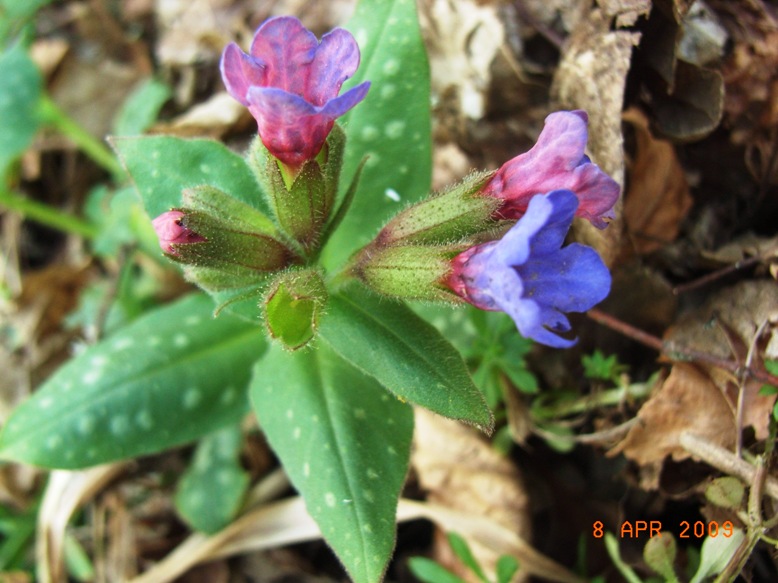 Pulmonaria officinalis